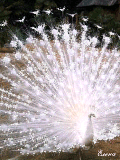 magnifique paon blanc.gif